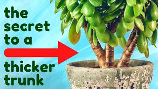 Prune a Jade Plant For Bushy Growth & Thick Trunk
