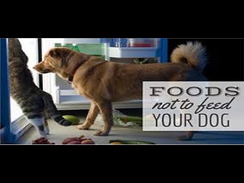 Top 10 dangerous food for dogs (Mithun tech)