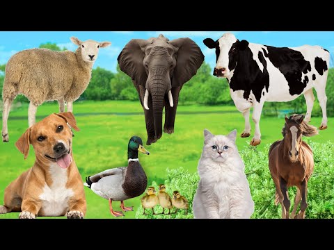 Animaux mignons : chien, canard, mouton, éléphant, poulet, canard, vache, cheval, chat - sons d'animaux