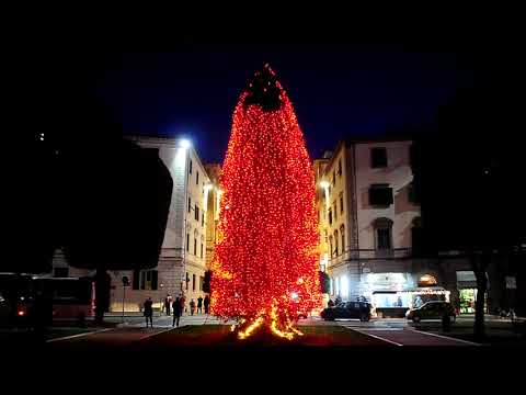 Acceso l'albero di Natale in piazza Guido Monaco