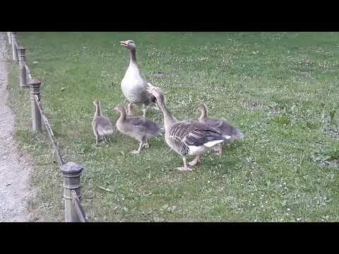 Gänse im Englischen Garten 2019 4