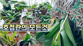 호접란 후회없을 영상!! 호접란 꽃피우기 외 호접란의 모든것 2021 ver.