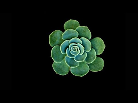 Minha Flor - Vitor Cruz