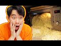 This Channel TRAUMATIZE Uncle Roger HowToBasic