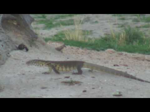 Djuma: Dung Beetles ball roling and Water Monitor Lizard - 18:21 - 12/14/18