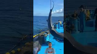 Download lagu Sebuah kapal nelayan menangkap ikan hiu menggunakan jaring pukat#boat#fish#fishing#shark#bigshark mp3