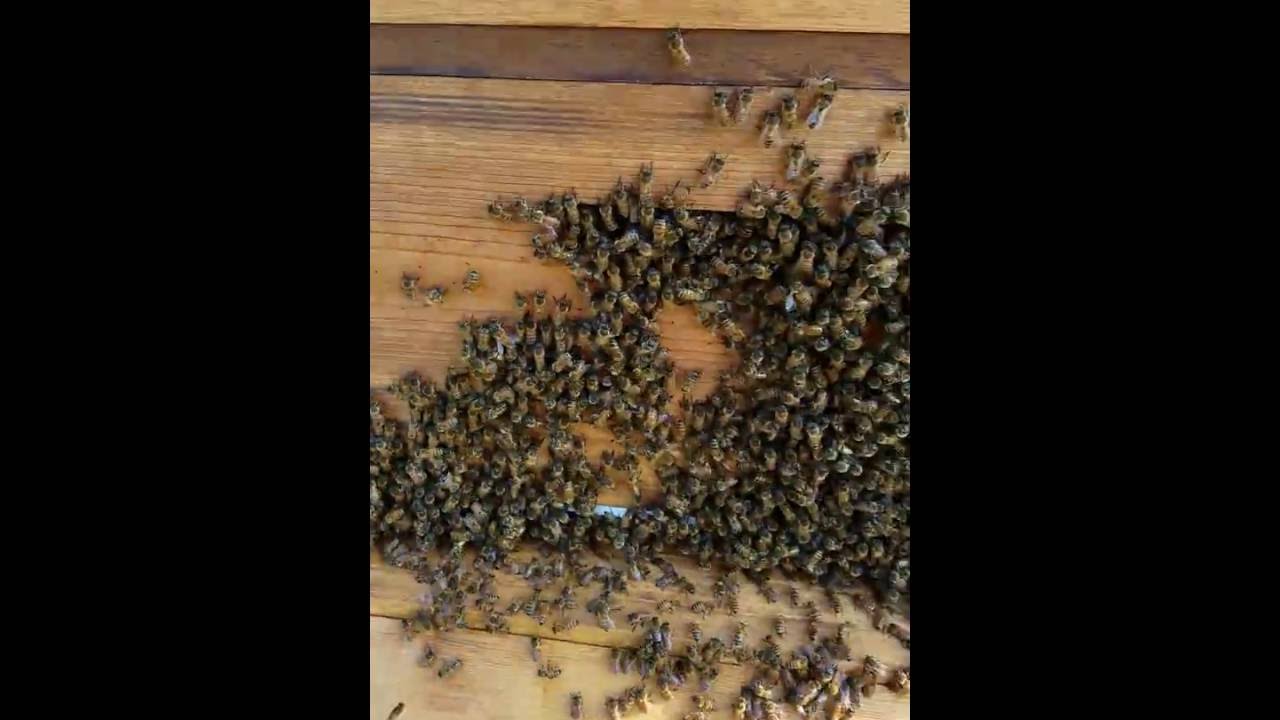 Quick lesson on bearding bees