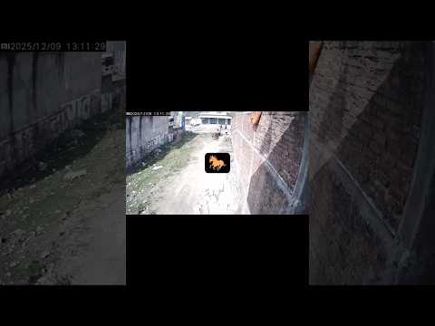 um cavalo ataca um homem severamente ao tentar espantá-lo 🐎🐎