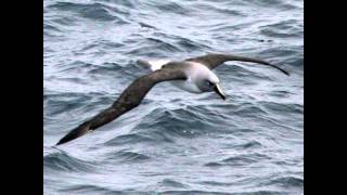 Did you know?(Albatross)