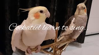 Download lagu cockatiel (parkit australia) mp3
