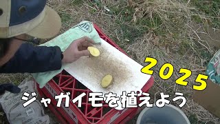 ジャガイモを作るぞ2025！定植編