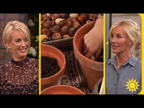 Dags att plantera populära tulpaner - här är bästa tipsen | Nyhetsmorgon | TV4 & TV4 Play