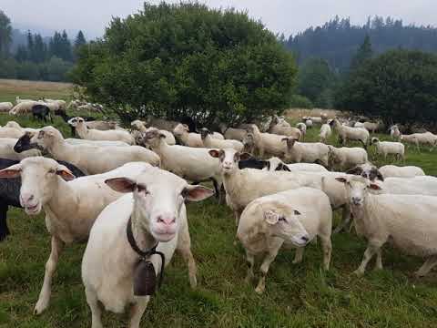 Skorup & JazBrothers - Skasztaniałe capy
