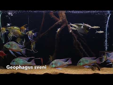 geophagus sveni