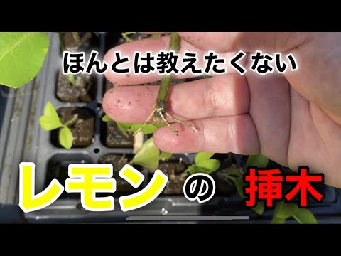 レモンの木の挿し木を4つの簡単なステップで行うには?掛け算に最適な時期はいつですか?  庭園