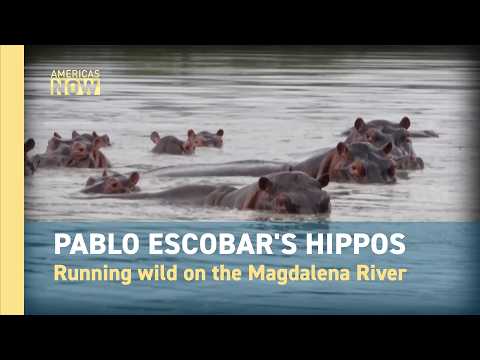 Colombia’s invasive hippos: A drug lord’s legacy