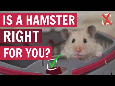 Watch THIS before getting a Hamster 🐹