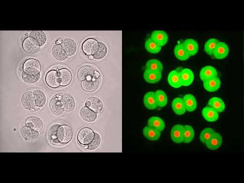 Early embryonic development of mouse