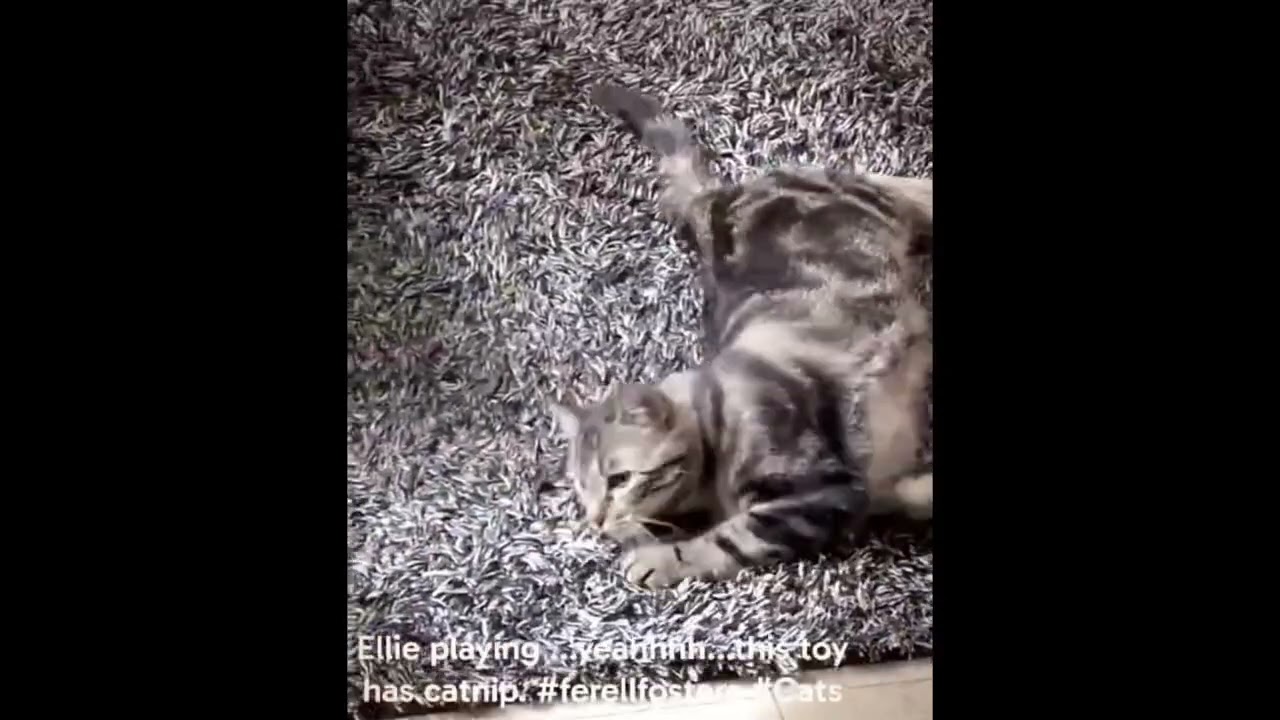 Enlarge Eloise, a ADOPTABLE mixed breed in Toronto, ON video 6/6