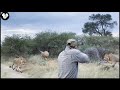 Amazing Video How Do South African Hunters Deal With Thousands Of Lions With Rifles