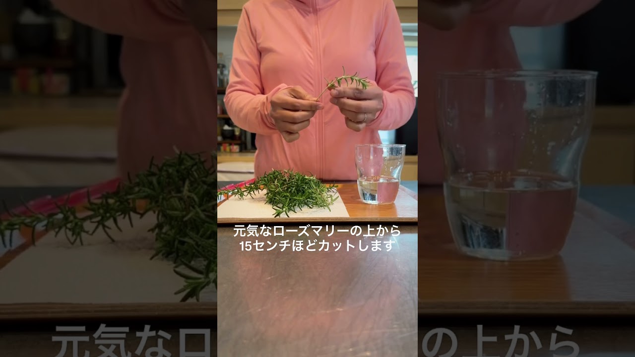 『ローズマリーの増やし方』