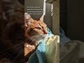 Ginger Cat Ready For Adoption Shorts