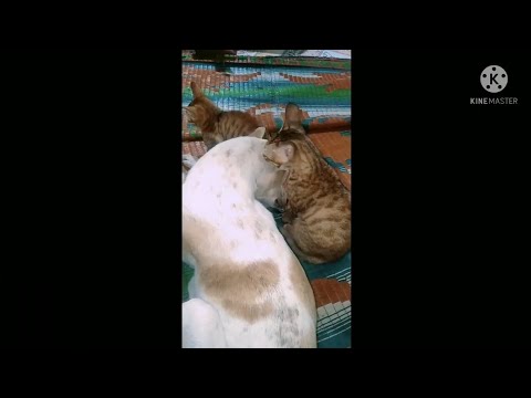this is awesome and funny !Cute kittens trying to drinks dog milk ❤🐱🐶