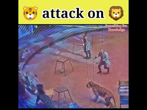 Lion vs tiger | tiger vs lion | animals attck videos | #animals #fight #shorts
