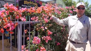 preview picture of video 'Civano Nursery - Bougainvillea'