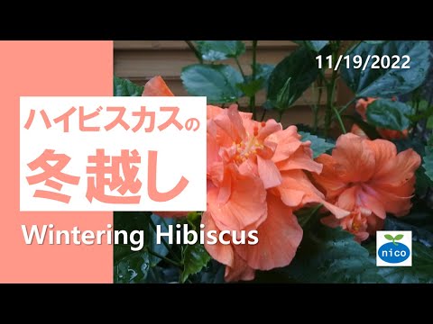 , title : 'ハイビスカス｜剪定と冬越し｜Wintering Hibiscus'