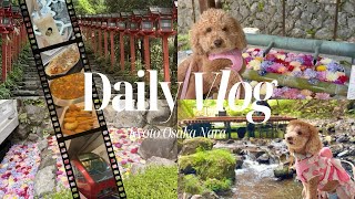 《日常Vlog》犬と行く京都・奈良🐶貴船の川床ランチ＆岡寺の紫陽花🌸｜ひのとりで行く大阪グルメ旅🐙