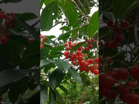 バードチェリー 植物