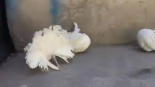 White modern English fantails beauty