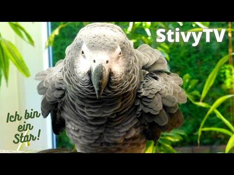 Sprechender Papagei Stivy stellt sich vor! MEGA!
