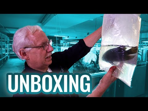 Monsterfisch UNBOXING #zoobox