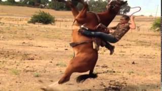 faze tari cazatura cal