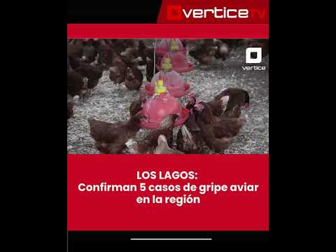 🚨🦠 LOS LAGOS: Confirman 5 casos de gripe aviar en la región