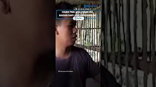 Berita Solo Hari Ini: Habis PMK Ada Virus LSD Badan Sapi Jadi Mengerikan