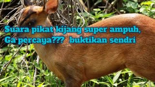 Download lagu #kijang#indoonesia# Suara pikat kijang hutan super joss mp3 Download lagu #kijang#indoonesia# Suara pikat kijang hutan super joss mp3
