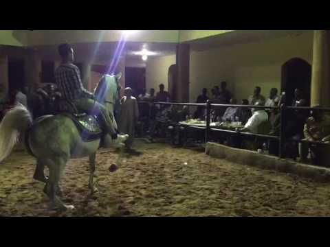 رقص خيول عربيه_199