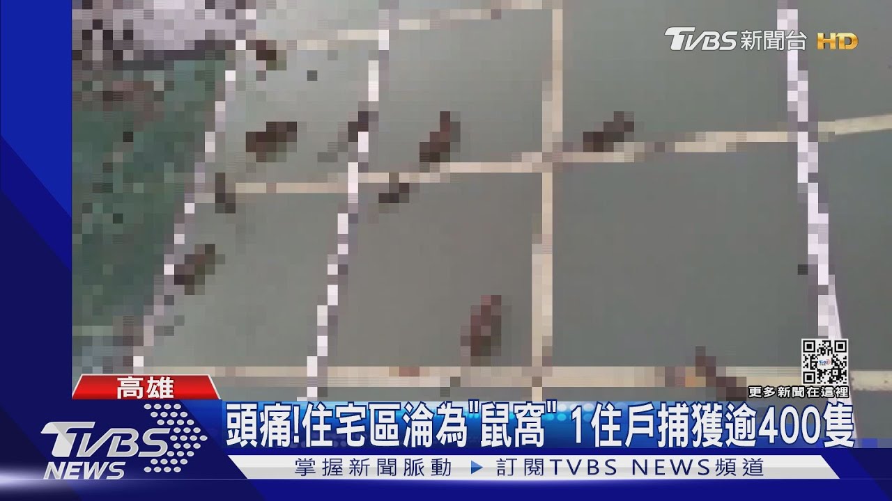 頭痛！住宅區淪為「鼠窩」　1住戶捕獲逾400隻