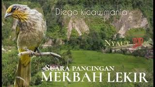 Download lagu Suara pancingan burung MERBAH LEKIR ngebrend auto nyaut .||part2 mp3 Download lagu Suara pancingan burung MERBAH LEKIR ngebrend auto nyaut .||part2 mp3