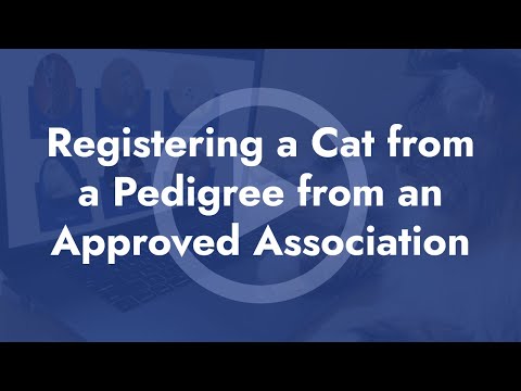 Registering a Cat from a Pedigree from An Approved Association