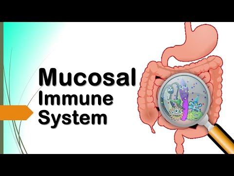 SISTEM IMUN MUKOSA Part 1