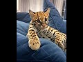 Pet ocelot cat