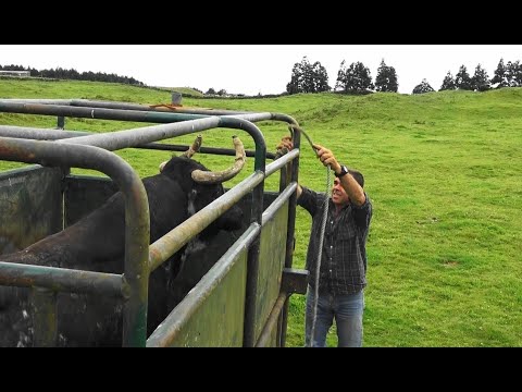 Ganadaria JAF - Transferir Semental Santiago Domecq Para Outras Pastagens - Ilha Terceira - Açores