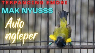 Download lagu PANCINGAN SOGON TROTOL GACOR FULL NGLEPER NEMBAK TAJAM❗AMPUH PANCING  SOGON IKUT GACOR DOR part 80 mp3