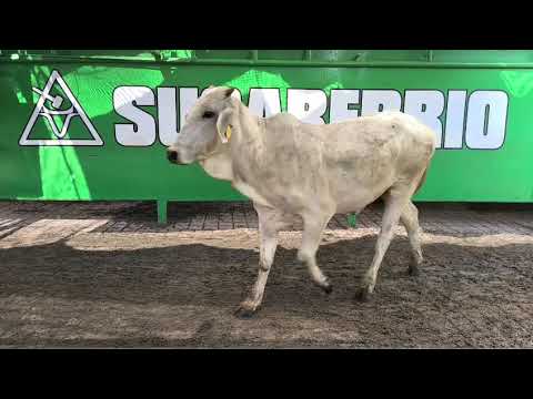 Lote Nro. 74