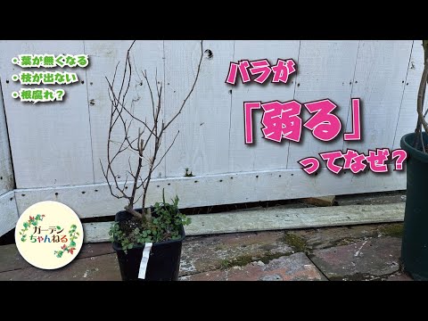 バラの根元に雑草対策として何を置くか？  庭園