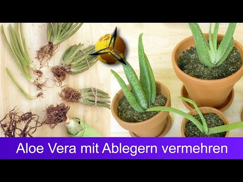 , title : 'Aloe Vera mit Ableger vermehren'
